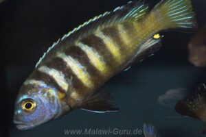 Metriaclima melissa 'Chirwa'